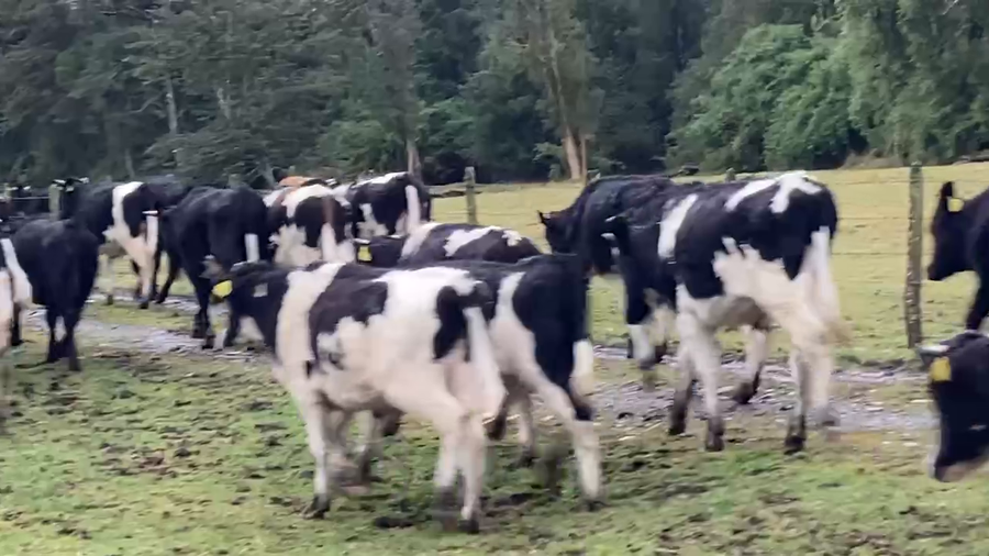 Lote 60 Novillo Engorda en Osorno, X Región Los Lagos