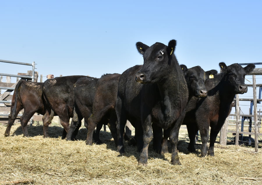 Lote HEMBRAS PURAS CONTROLADAS(NEGRA)(Corral 67)