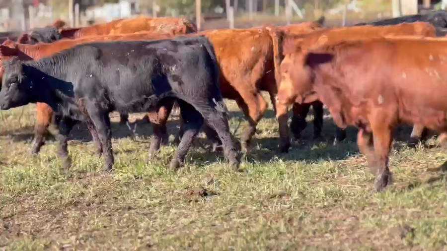 Lote 60 Terneros/as en Cañuelas, Buenos Aires