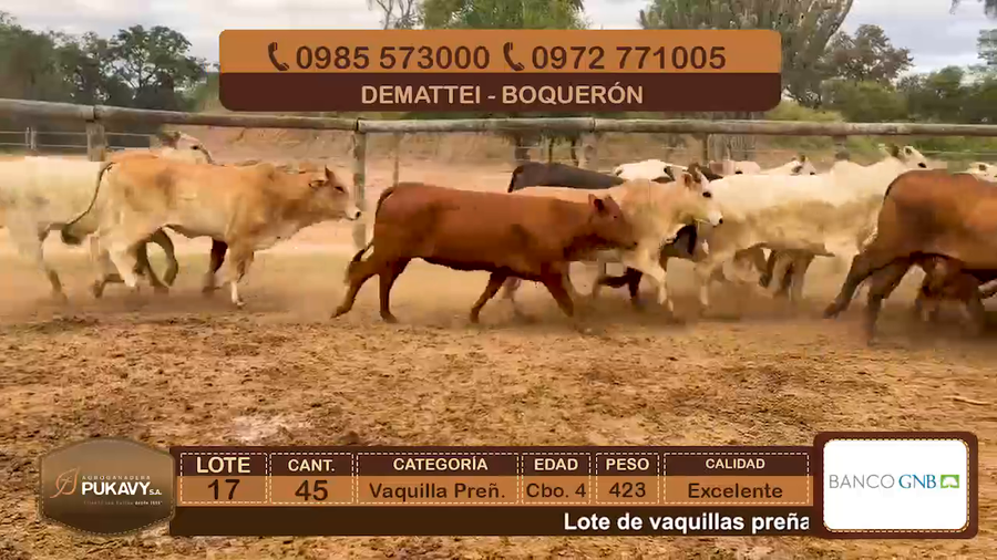 Lote Vaquillas Preñadas