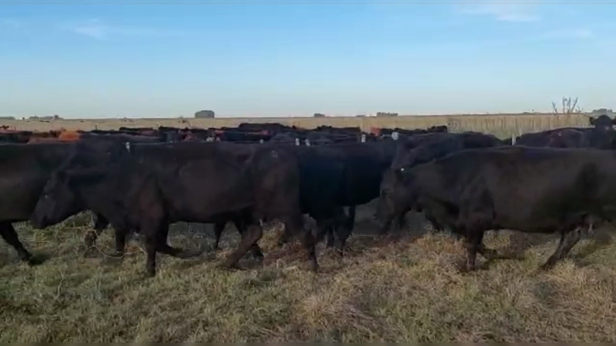 Lote 30 VC. USADAS, GRAL. LAMADRID, PCIA. DE BS. AS.