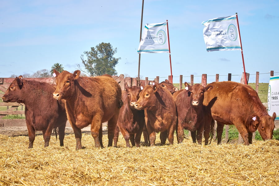 Lote "TRES MOLINOS" Vaquillas MAS con Servicio