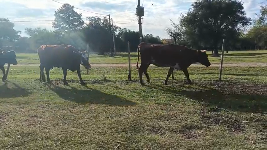 Lote 4 Vacas Invernada de Familia Britos