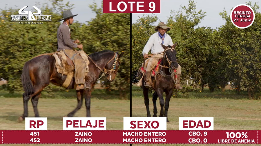 Lote Reproductores de Alborada - Lote 09
