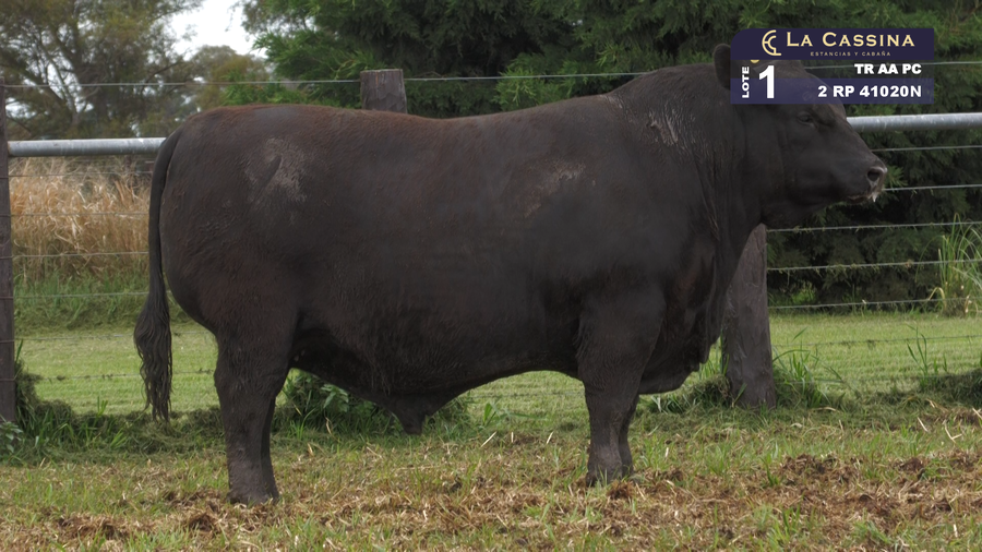 Lote TORO ANGUS PURO CONTROLADO
