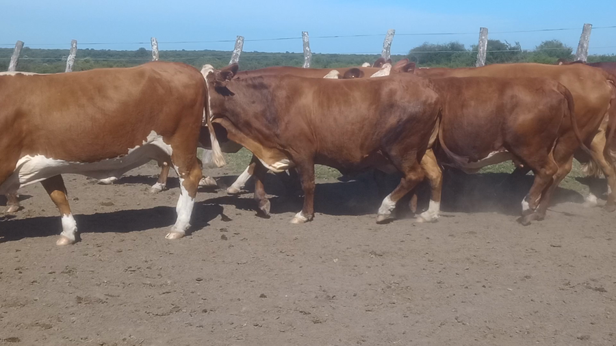Lote 44 Vacas CUT preñadas