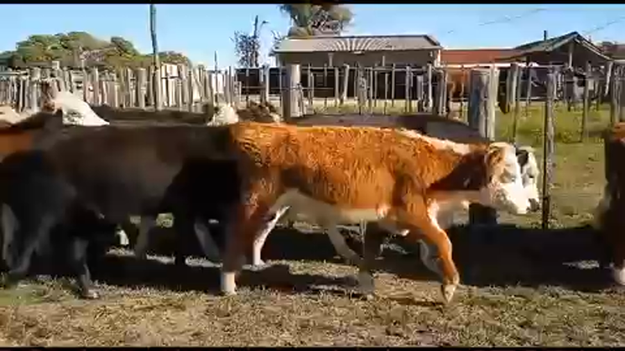 Lote 10 Novillos 1 a 2 años en Tupambaé, Cerro Largo