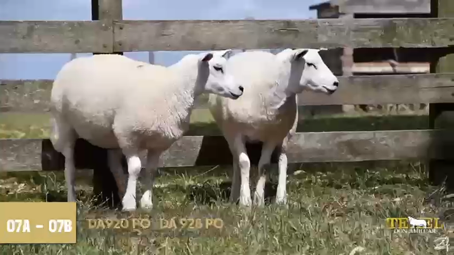 Lote 2 Borregas a remate en Texel Don Amilcar y Villa Olivar, Cerro Largo