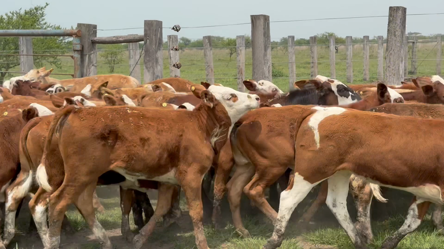 Lote 120 Terneras en Corrientes, Mercedes