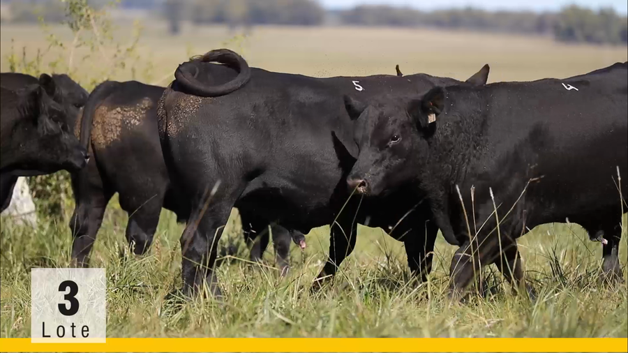 Lote (Vendido)Toros a remate en Subasta Toros de La Competencia, Montevideo