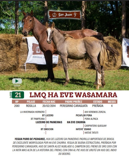 Lote LOTE 21