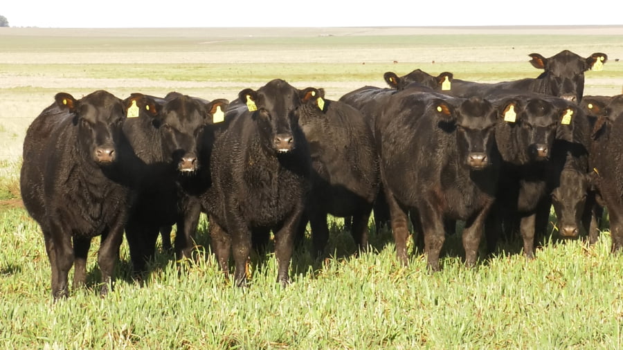 Lote LA LEGUA: VAQ. ANGUS NEGRAS P. CONTROLADAS C/GTÍA DE PREÑEZ