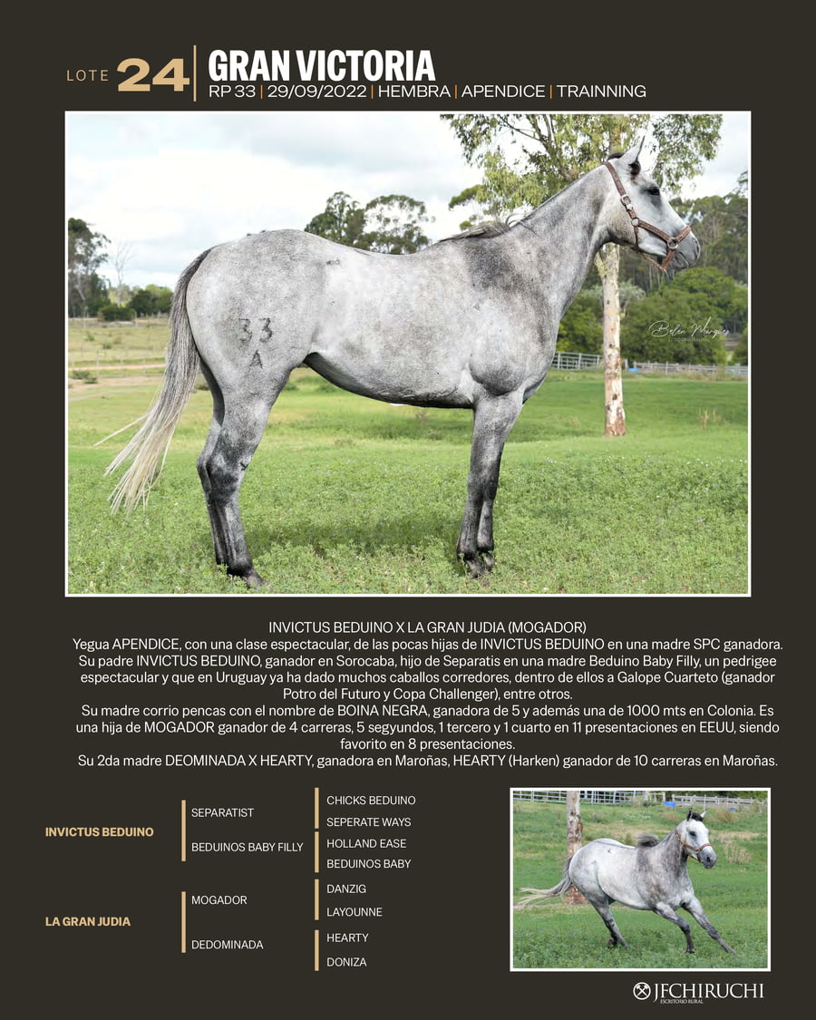 Lote GRAN VICTORIA