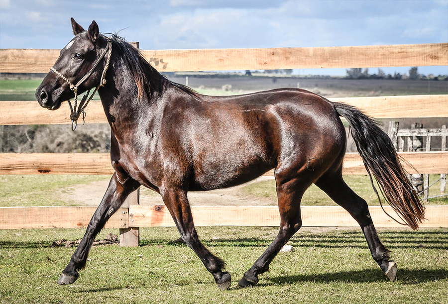 Lote MACABRITA MOLLES