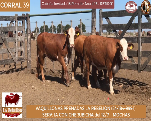 Lote vaquillonas Preñadas La Rebelion