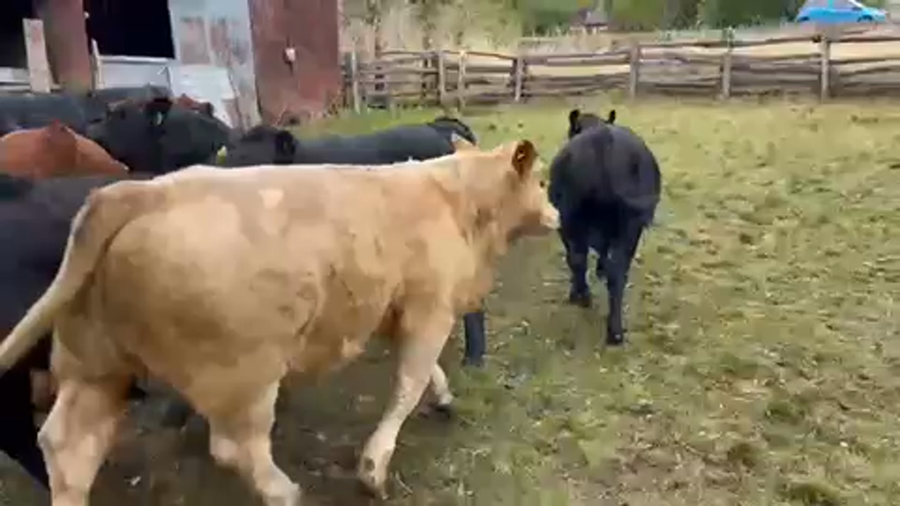 Lote 60 Ternero en Coyhaique, XI Región Aysén