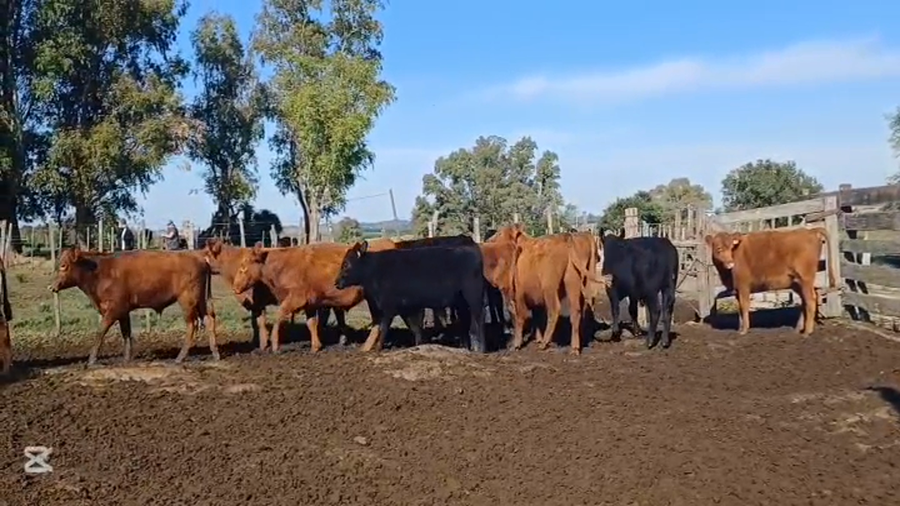 Lote NOVILLOS 1 A 2 AÑOS