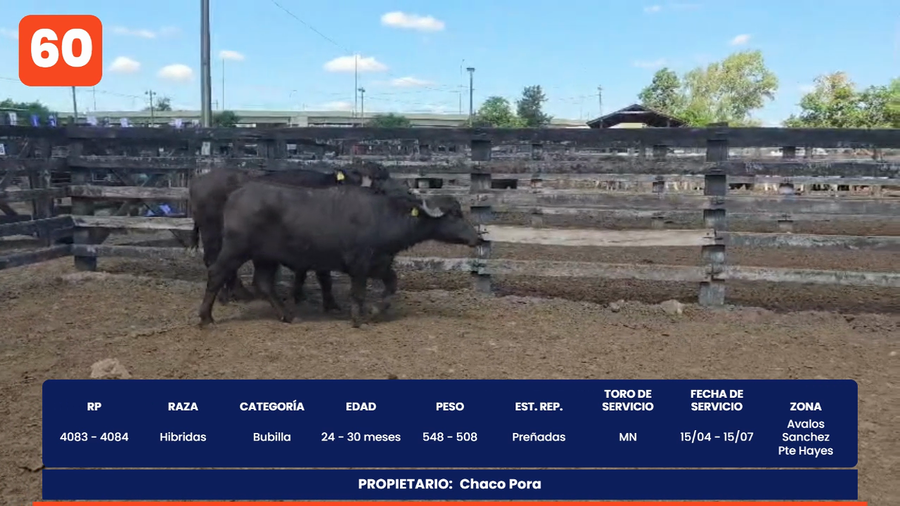 Lote LOTE 60