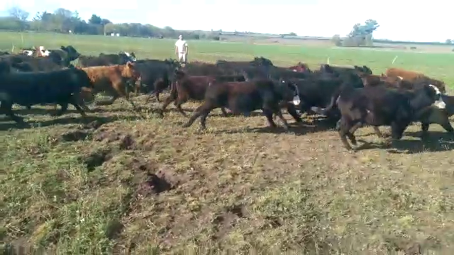 Lote 57 Terneros/as en Concepción del Uruguay, Entre Ríos