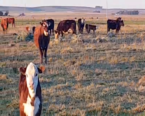 Lote 25 Vacas nuevas en Benito Juárez, Buenos Aires
