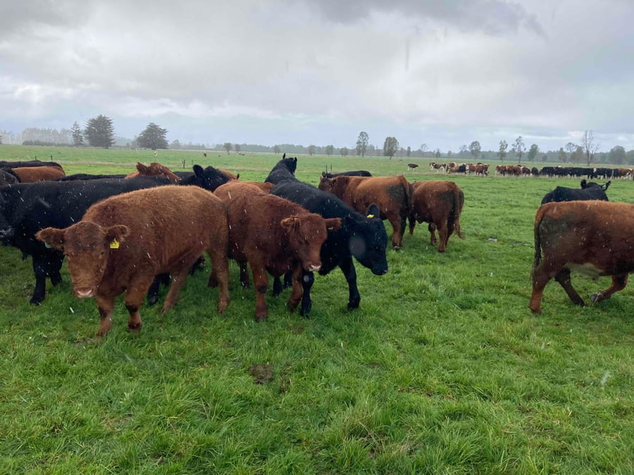 Lote 54 Novillo Engorda en Puerto Varas, X Región Los Lagos