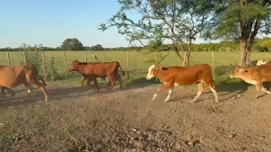 Lote 70 Terneros