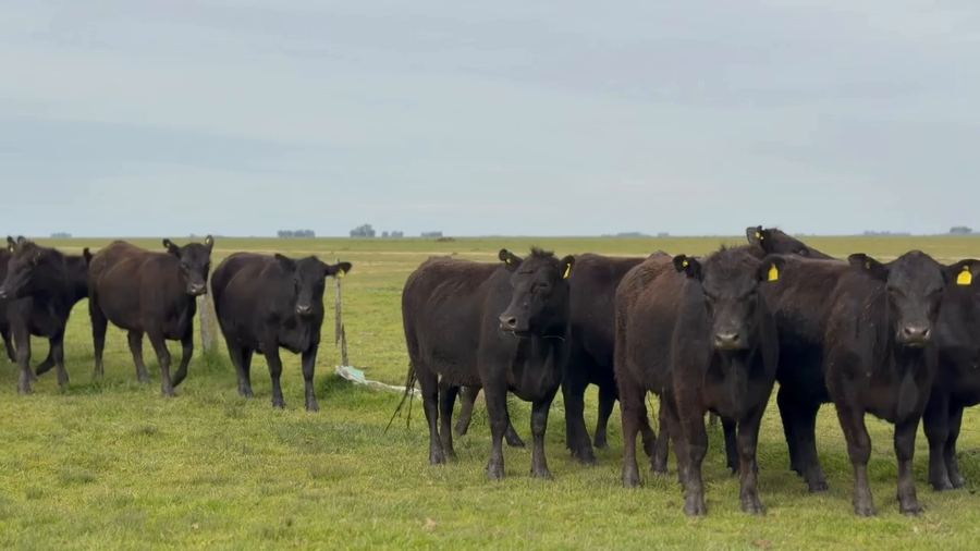 Lote 35 Vaquillonas c/garantía de preñez