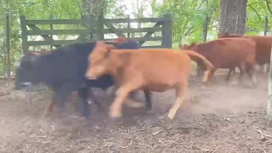 Lote 96 Terneras en Cañuelas, Buenos Aires