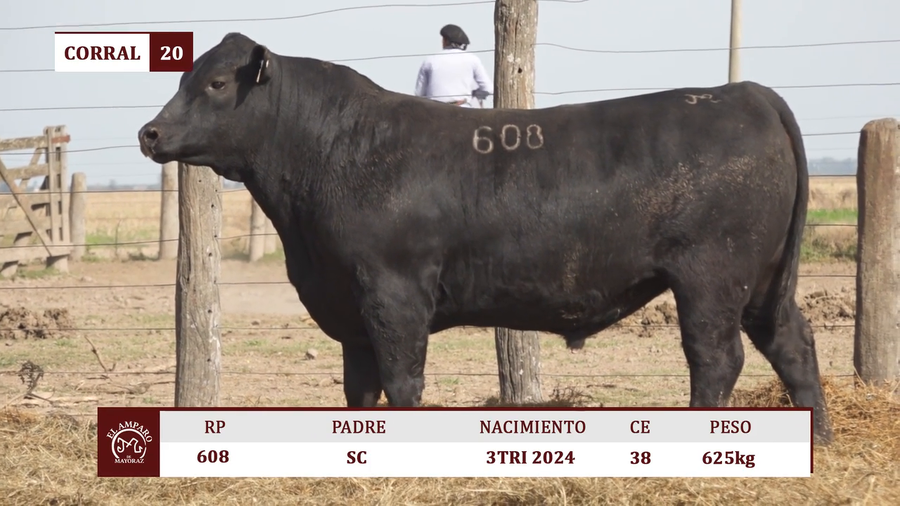 Lote Toros BRANGUS NEGRO EL AMPARO