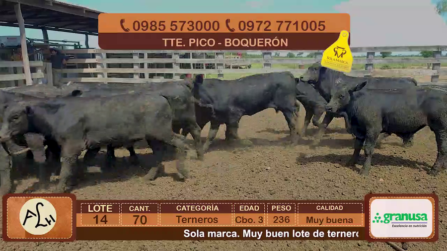 Lote 70 Terneros CBO 3 Tipo Brangus y Acebuzados a remate en FERIA ESPECIAL DE TERNEROS CBO. 3 - AGROGANADERA LA HUELLA 236kg - , Boquerón