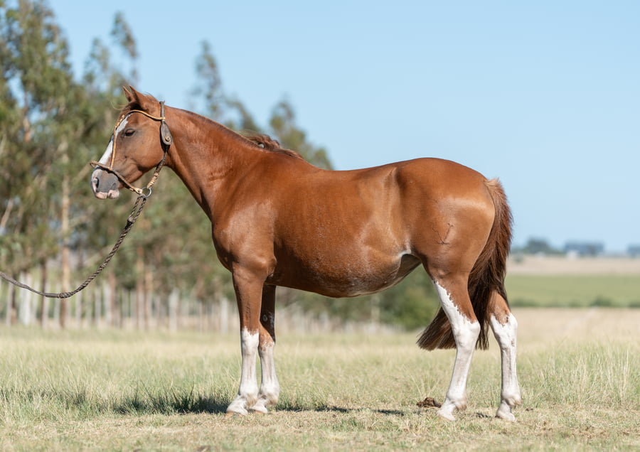 Lote Averías Secarrona
