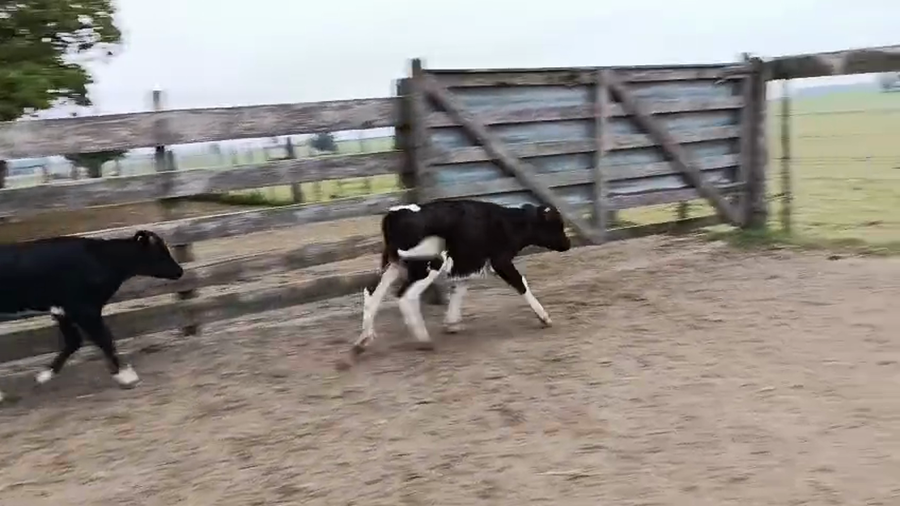 Lote 2 Terneras a remate en Pantalla Especial de Otoño 60kg - , San José