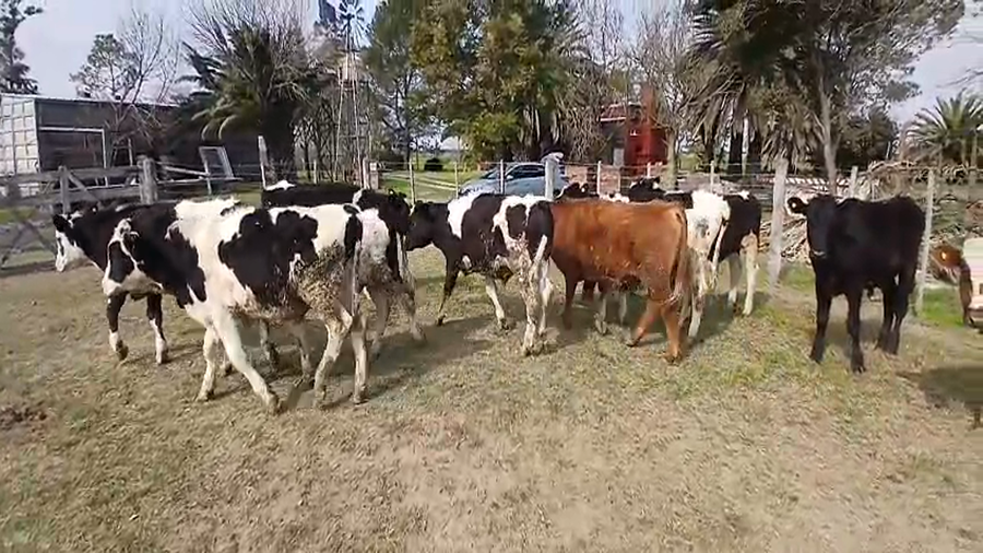 Lote 12 Terneros Holando Argentino, Cruzas, Jersey y Montbeliarde en Sunchales, Santa Fe