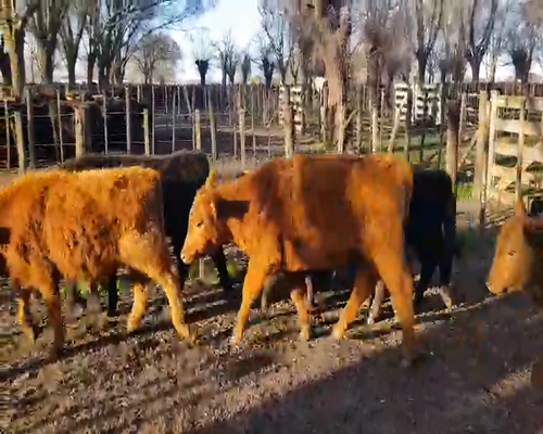 Lote 10 Terneros en Gral. Lamadrid, Buenos Aires