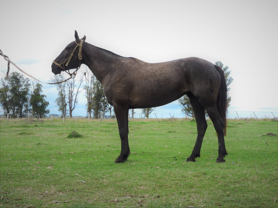 Lote NUEVA EL TACUARAL - R.P. 312