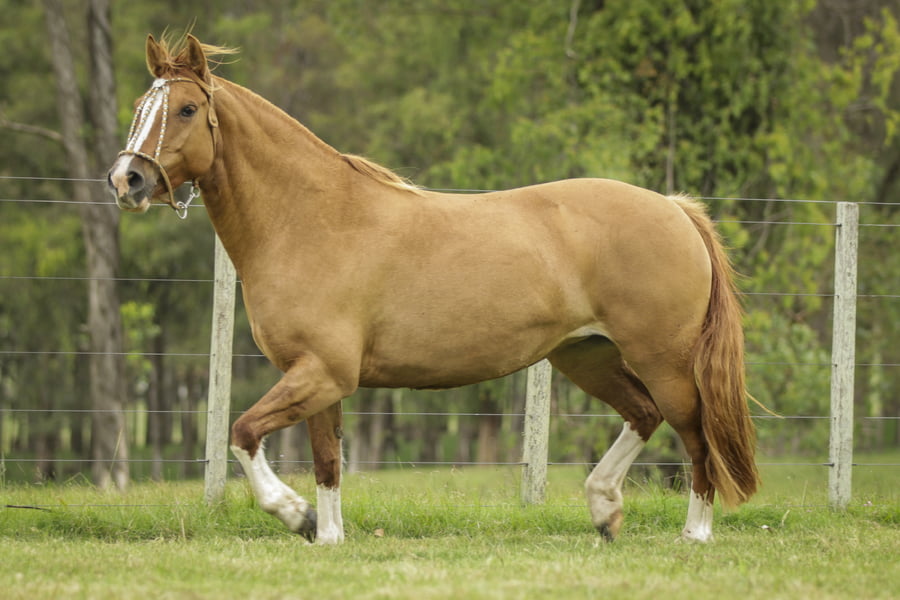 Lote IMILA DE LA COLINA R.P 177