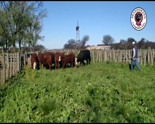 Lote 8 Terneros y 4 Terneras de 230 Kg
