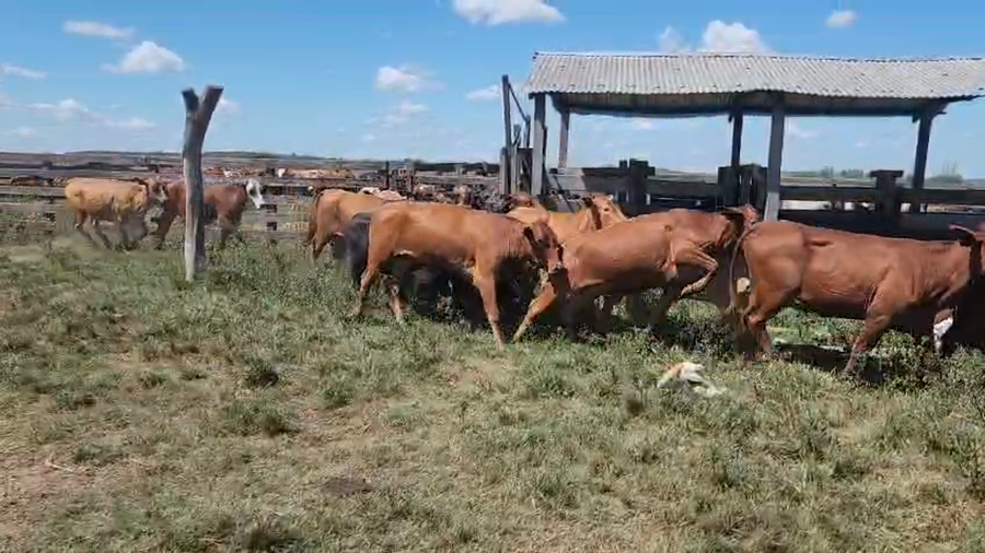 Lote 80 Vaquillonas en Corrientes, Alvear