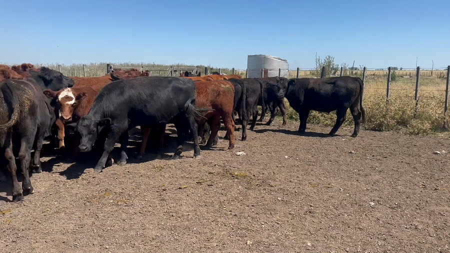 Lote 88 Novillitos en Azul