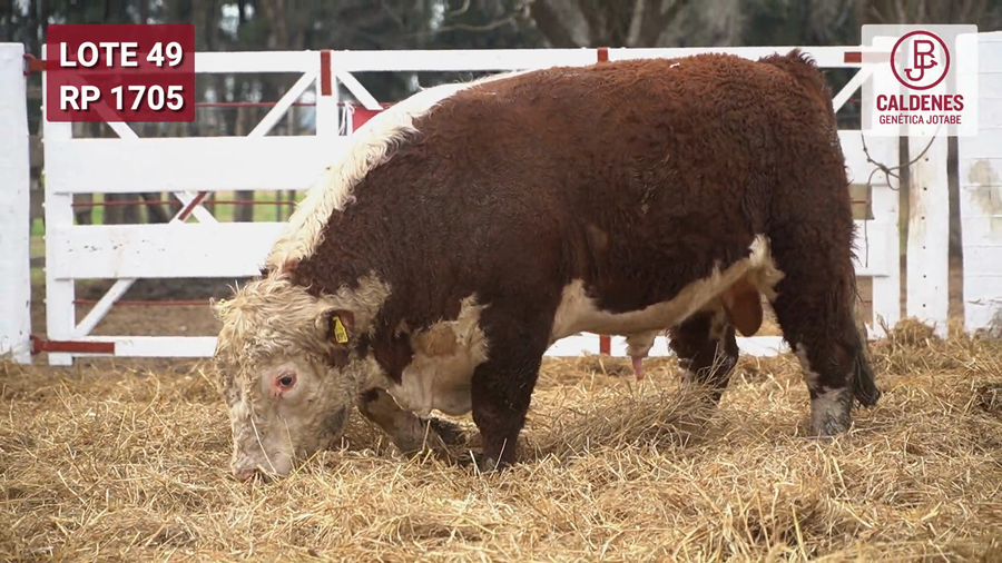 Lote Toro PR