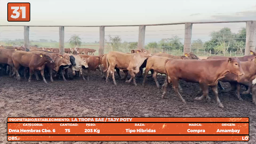 Lote LOTE 31