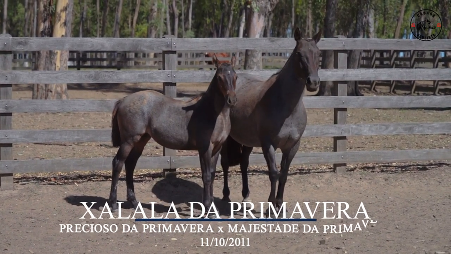 Lote Xalalá Da Primavera