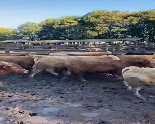 Lote 45 Ternero en Traiguén, IX Región Araucanía