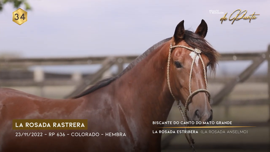 Lote LA ROSADA RASTRERA