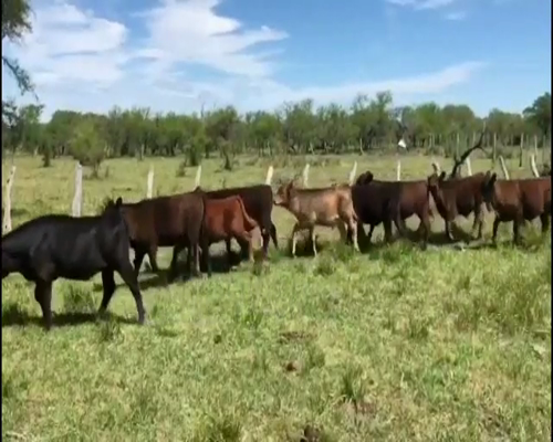 Lote 124 Terneros/as en Entre Ríos, Federal