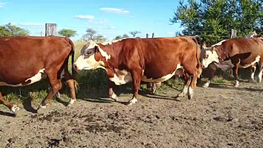 Lote 23 Vacas nuevas Preñadas en Corrientes, Curuzu Cuatia