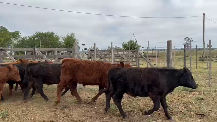 Lote 13 Terneros en Navarro, Buenos Aires