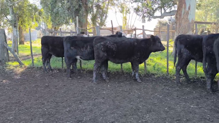 Lote 25 Terneras en Olavarria