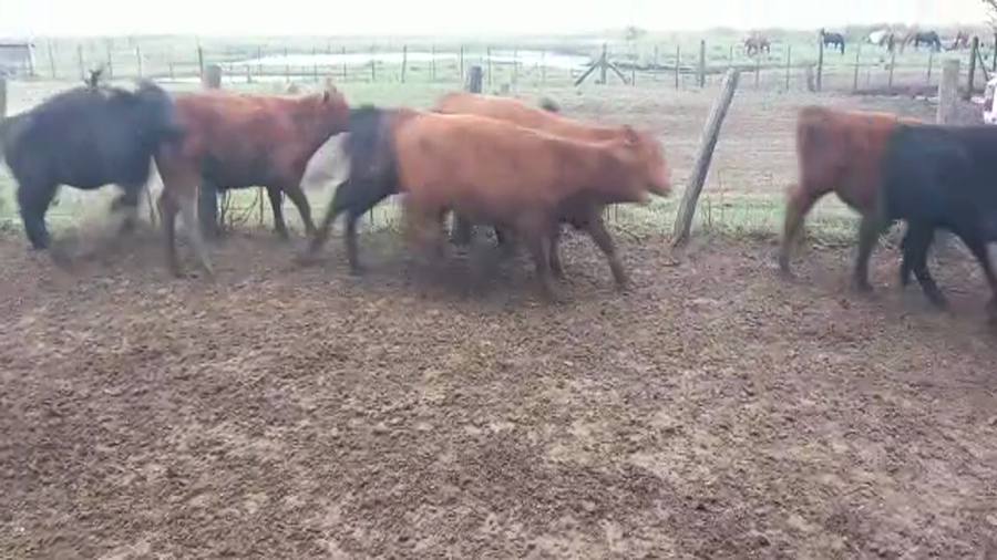 Lote 70 Terneros en Buenos Aires, Pirovano