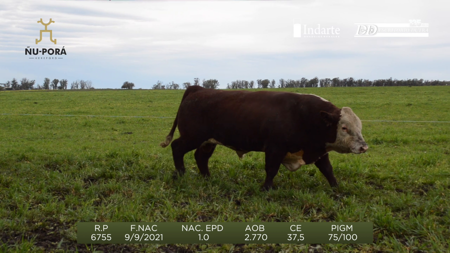 Lote Toros a remate en Remate anual Ñu Porá 2023, Paysandú